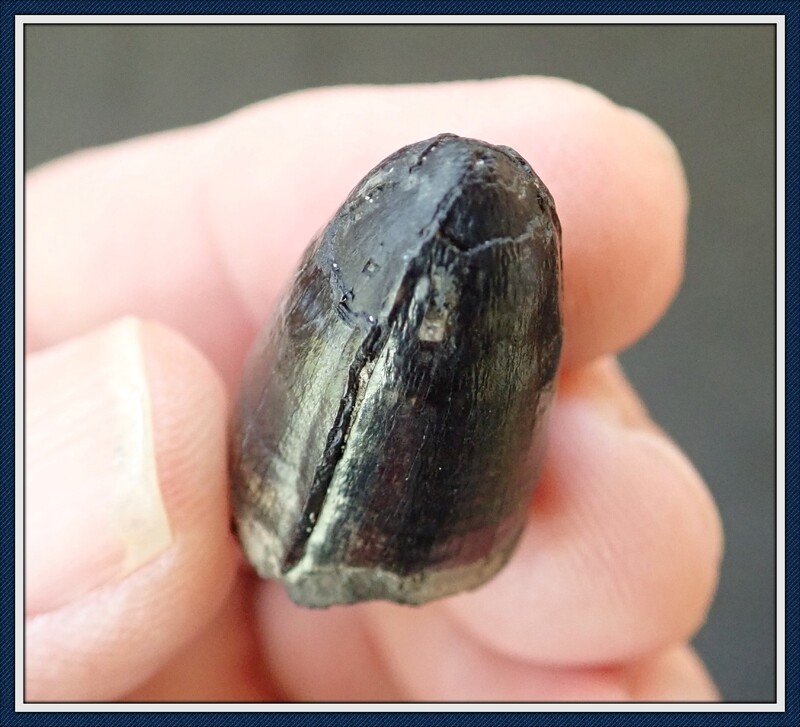 Black Shinny Ice Age Alligator Tooth