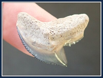 Beautiful Bone Valley~ TIGER ~ Shark Tooth 2