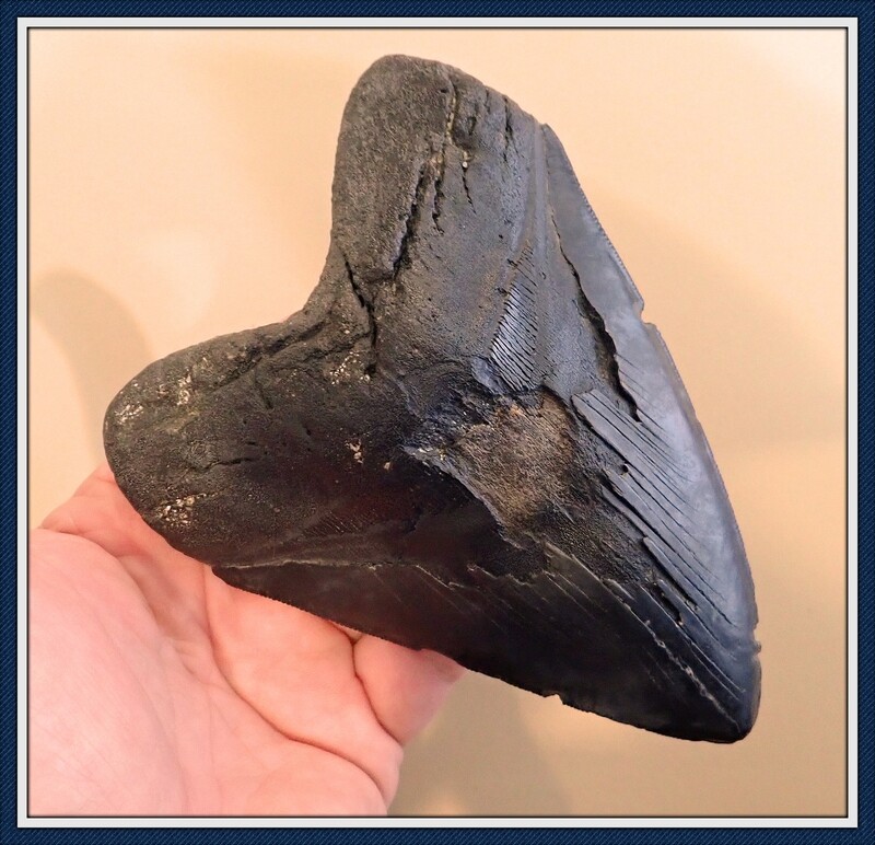 ON SALE ~ 6 INCH ~ MASSIVE Megalodon Shark tooth