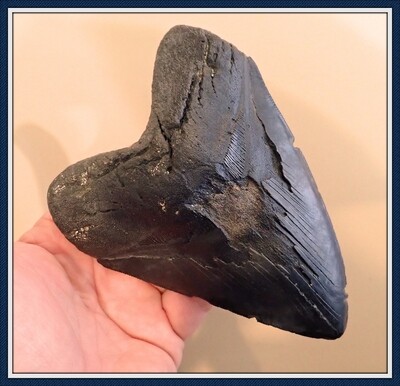6 INCH ~ MASSIVE Megalodon Shark tooth