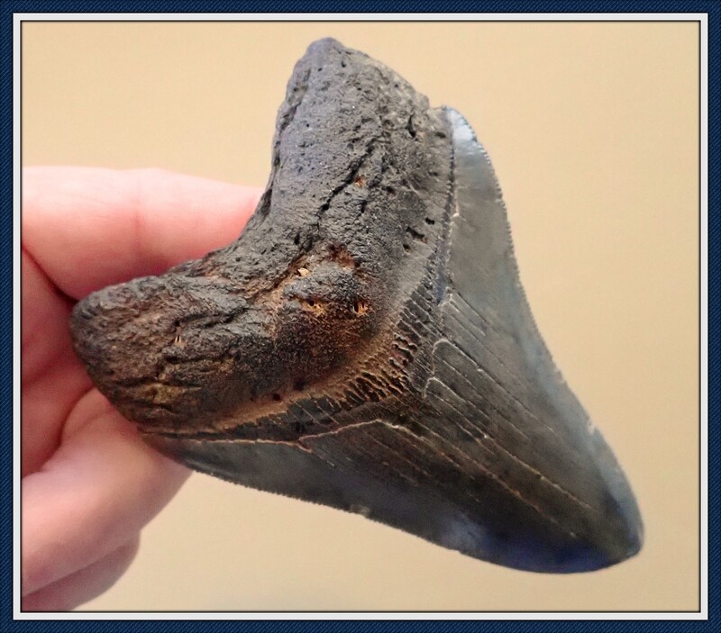 ON SALE ! ~ Crisp Colorful 4 1/4&quot; Megalodon Shark Tooth