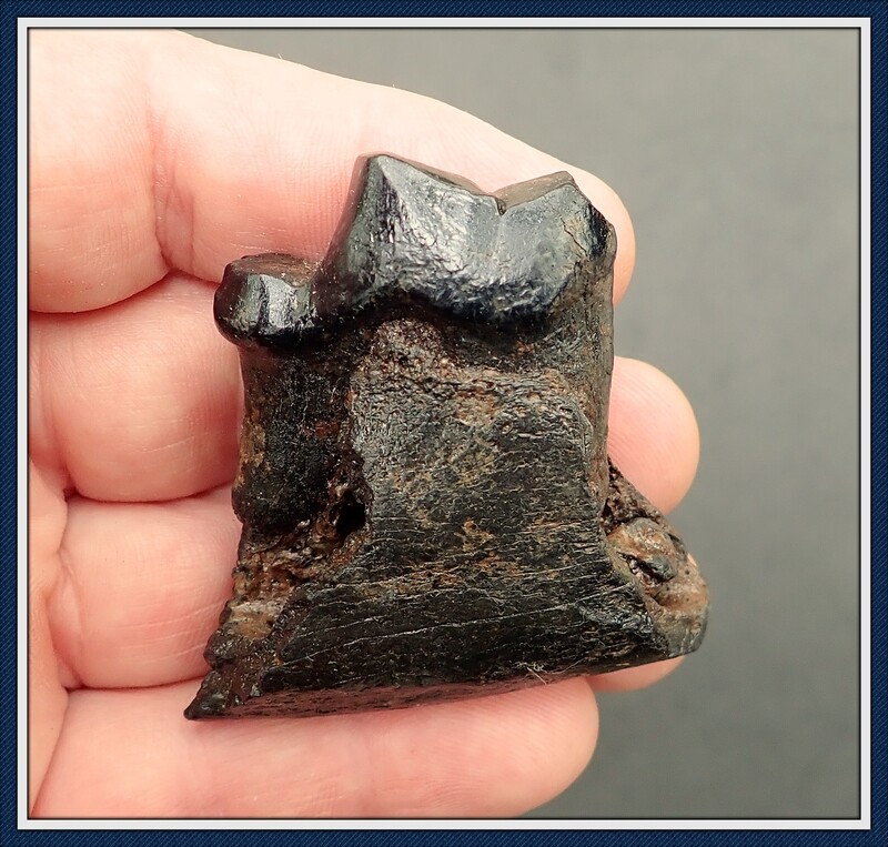 Dire Wolf Jaw with Large Carnassial Tooth ~ Extinct Ice Age Wolf
