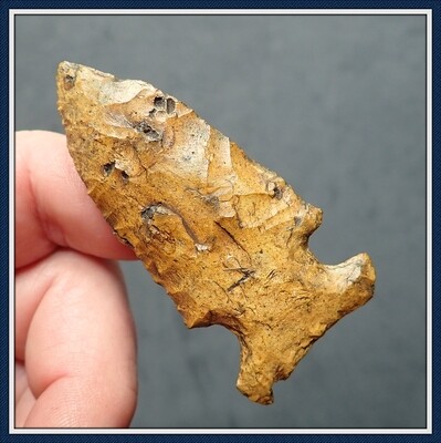 ~ Golden Big Sandy ~ with Embedded Seashell Fossil