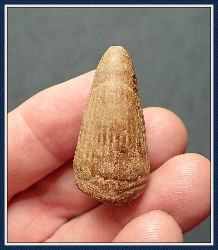 ~ Giant Georgia Mosasaur Tooth ~ 60 million Yr. Old Cretaceous Era Fossil