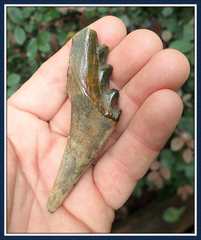 Eocene Era ~ Whale Tooth ~ Back Jaw Tooth