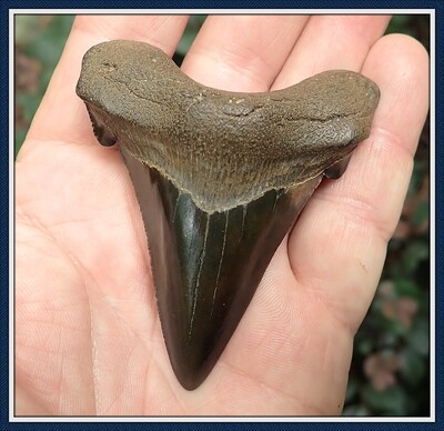 Lee Co. Georgia Auriculatus Shark Tooth 2 15/16