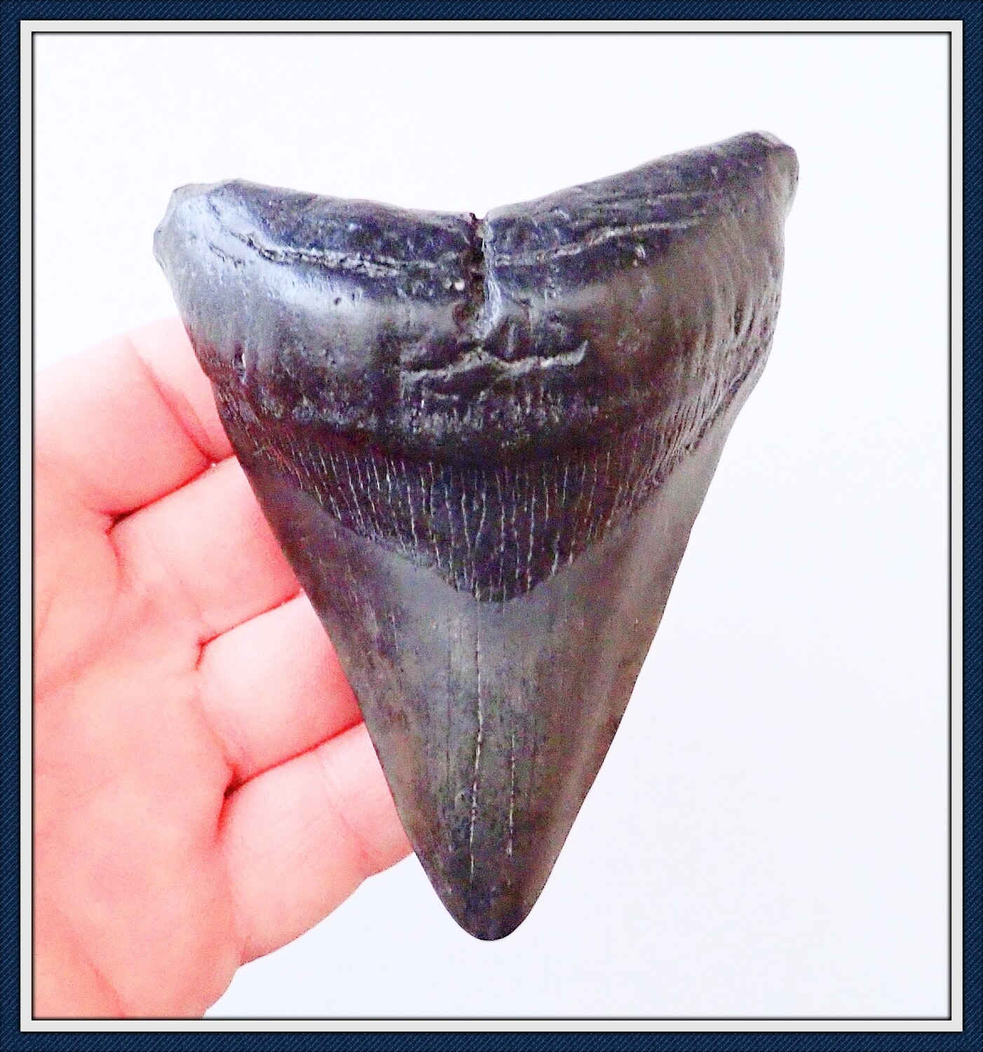 Number 1 / 4 1/4" Georgia Megalodon Shark Tooth