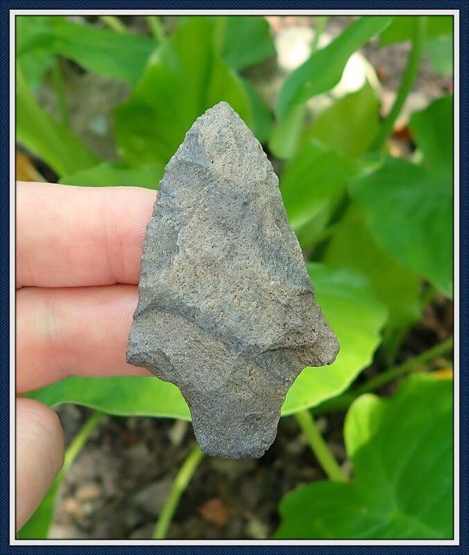 Banded Pickwick ~ Putnam Co. Florida