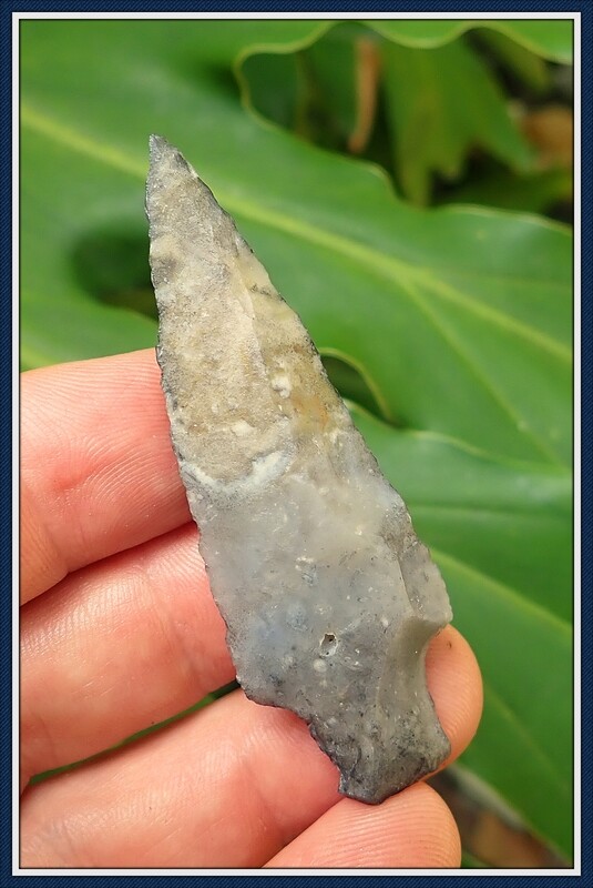 No 2 Florida ~ Woodland ~ Keen Tipped Duval