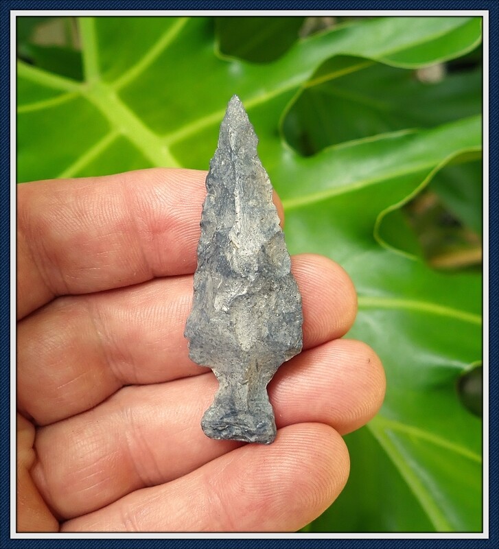 Florida ~ Woodland ~ Deep Notched  Duval