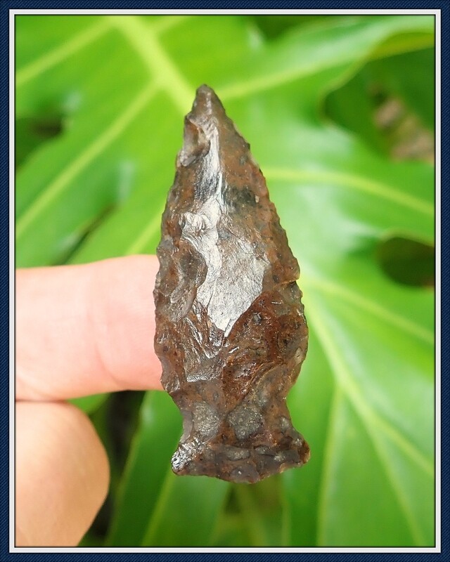 Florida ~ Woodland ~ Mahogany Colored Duval