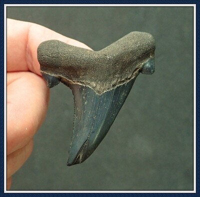 Affordable ~ Georgia Auriculatus Shark Tooth ~ 40 Million Yrs Old