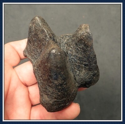 Mastodon Tooth Fragment 1