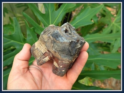 Rare Large Extinct Late Miocene Rhinoceros Tooth