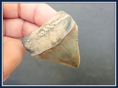 # 15 ~ Bone Valley ~ Great White Shark Tooth ~ 20 Million Yrs Old ~ Miocene Era