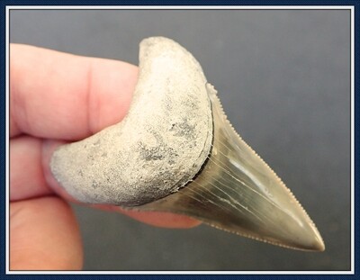 # 17 ~ Bone Valley ~ G-10 Great White Shark Tooth ~ 20 Million Yrs Old ~ Miocene Era
