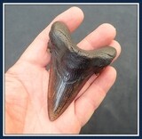 ~ 3 1/2" Long Exceptionally Fine ~ Auriculatus Shark Tooth ~