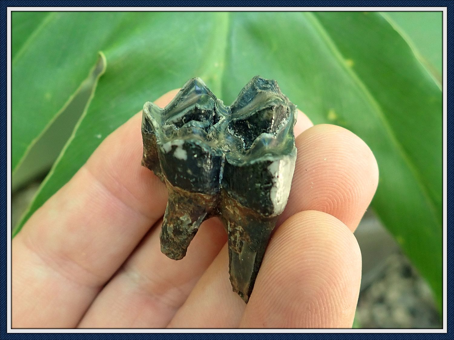 ~ Ice Age Fossil ~  Camal Tooth ~