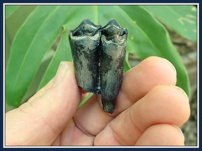 ~ Ice Age Fossil ~ Camal Tooth ~