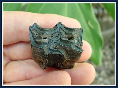 ~ Ice Age Fossil ~ 3 Toed Horse Tooth ~ #3
