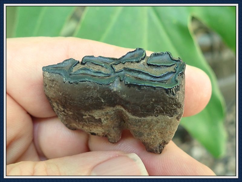 ~ Ice Age Fossil ~  3 Toed Horse Tooth ~ #7