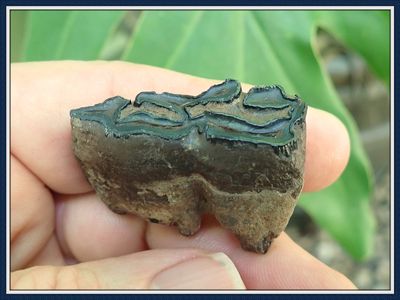 ~ Ice Age Fossil ~ 3 Toed Horse Tooth ~ #7