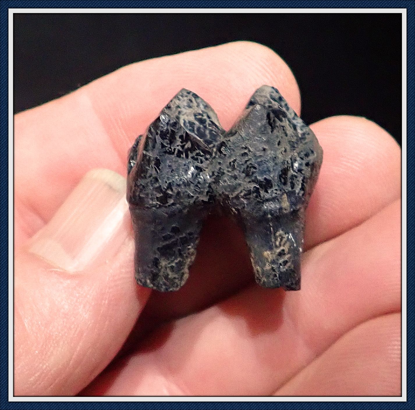 ~ Ice Age Fossil ~  Fully Rooted ~ Tapir Tooth ~