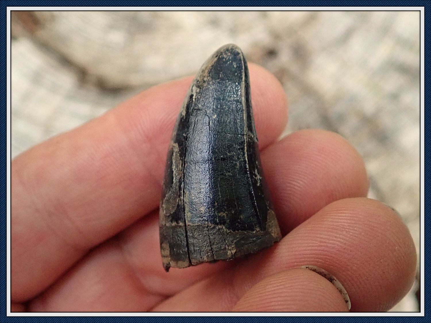 ~ Huge Ice Age Alligator Tooth ~