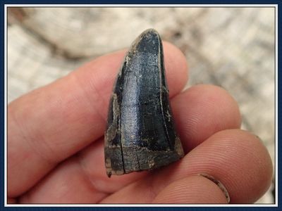 ~ Huge Ice Age Alligator Tooth ~