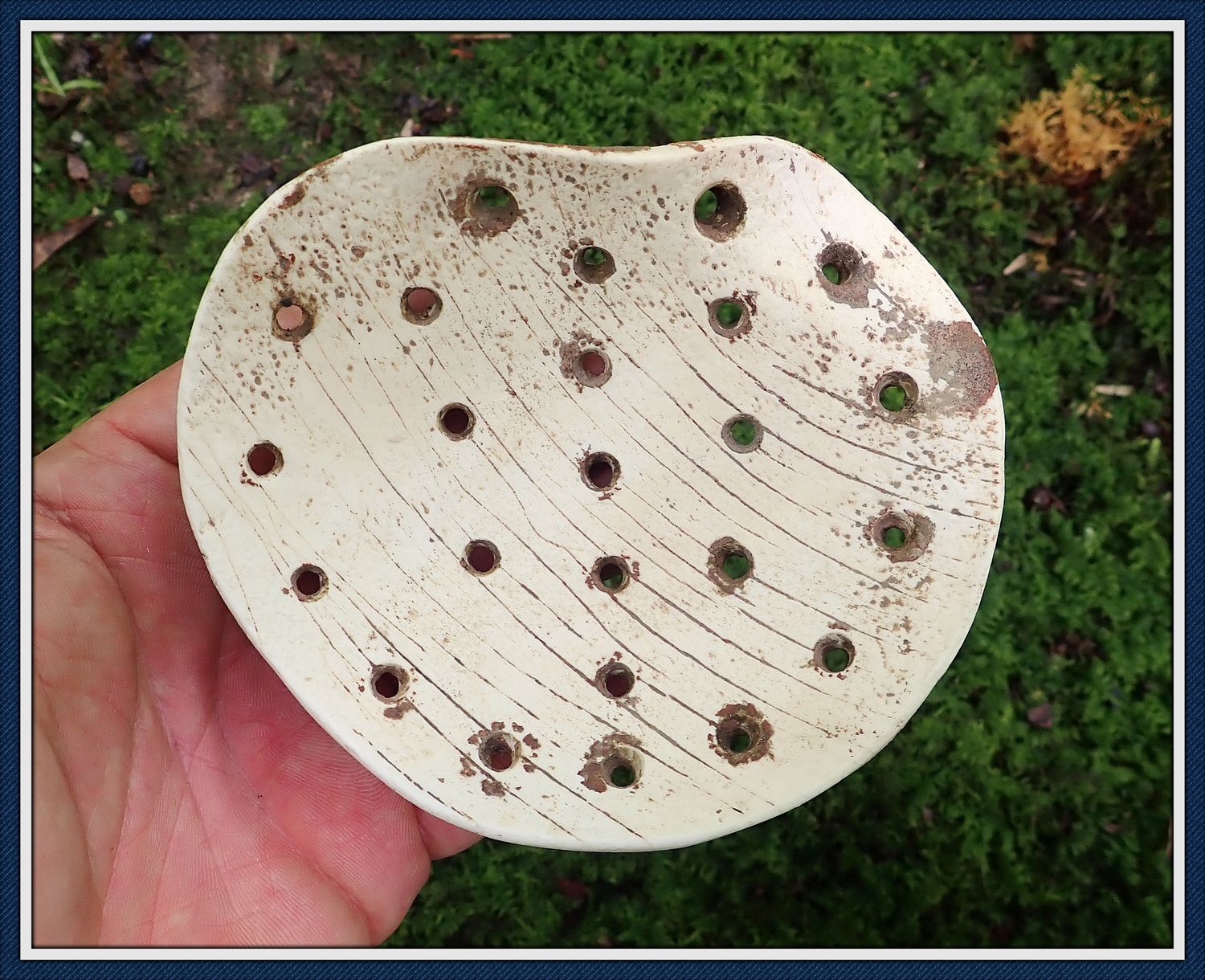 ~ Authentic Florida ~ Perferated Shell Gorget ~