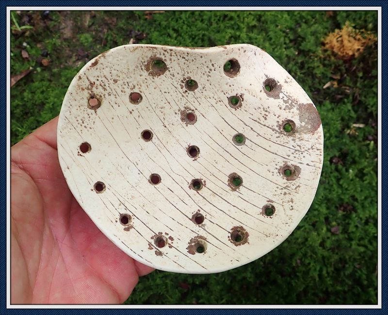 ~ Authentic Florida ~ Perferated Shell Gorget ~