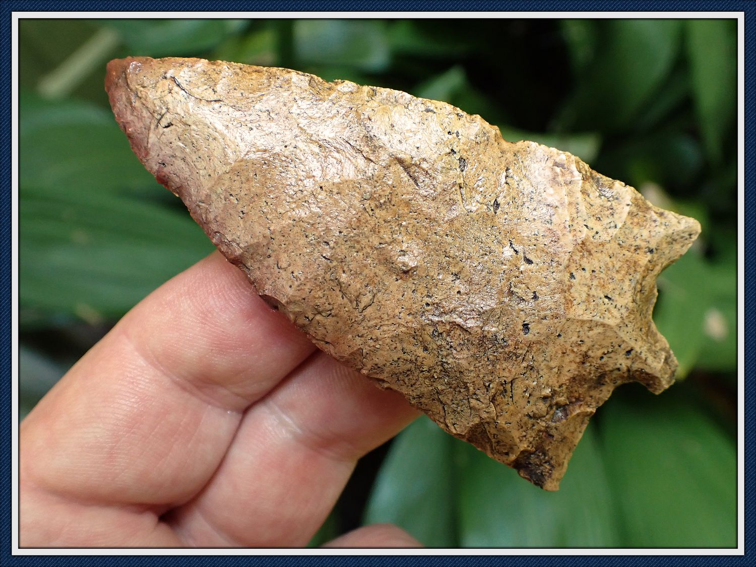 ~ Big Tan and Red Chert ~ Hillsborough ~