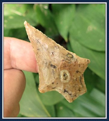 ~ Classic Hardee with Fossil Inclusions~