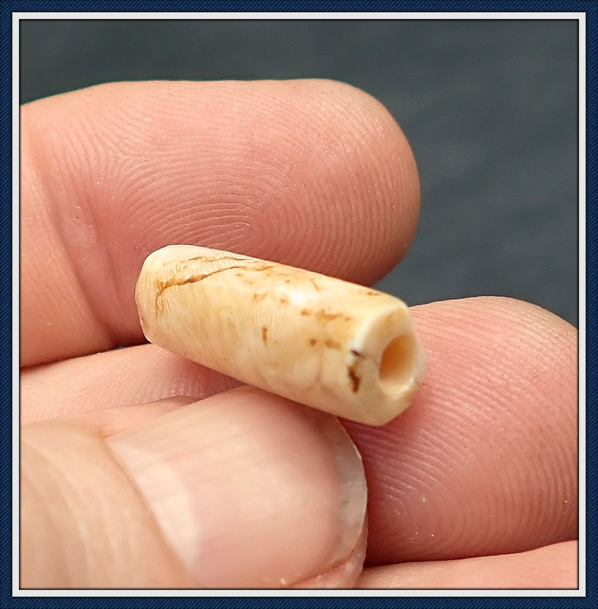 ~ Pristine Woodland Era ~ Shell Bead  ~