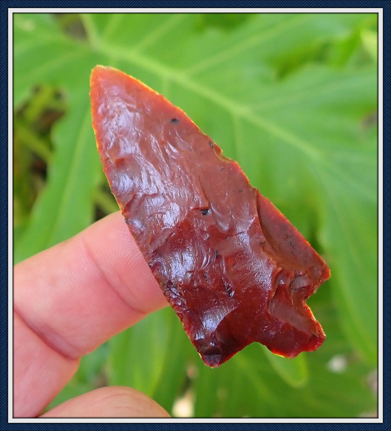 ~ Blood Red ~ Coral Newnan ~