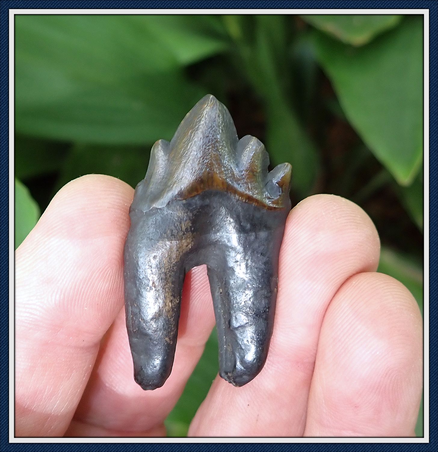  'RARE AS HENS TEETH' Complete Back Molar Extinct Eocene Whale