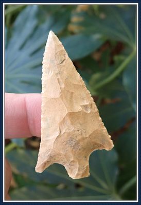 ~ Serrated ~ Hernando Co. Florida ~ Hardee Point ~