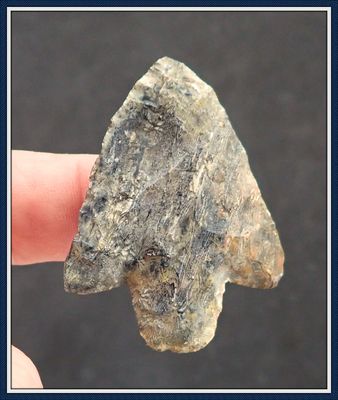 ~ Striated Coral ~ Lobed Ear Newnan Spear ~