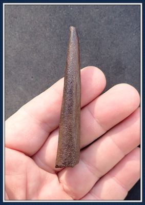 ~ Taylor Co. Florida ~ Antler Tine Spear Tip ~