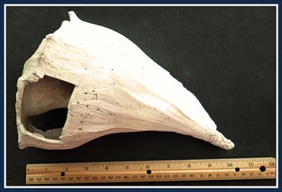 ~ Ancient Native Works ~ Lightning Whelk Shell ~ Tampa Bay ~  No 2