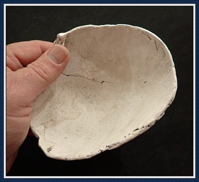 ~ Lightning Whelk Shell Dipper ~ Tampa Bay ~