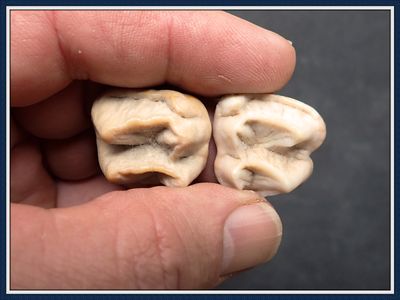 ~ Rainbow River ~ Extinct Ice Age ~ Tapir Teeth ~