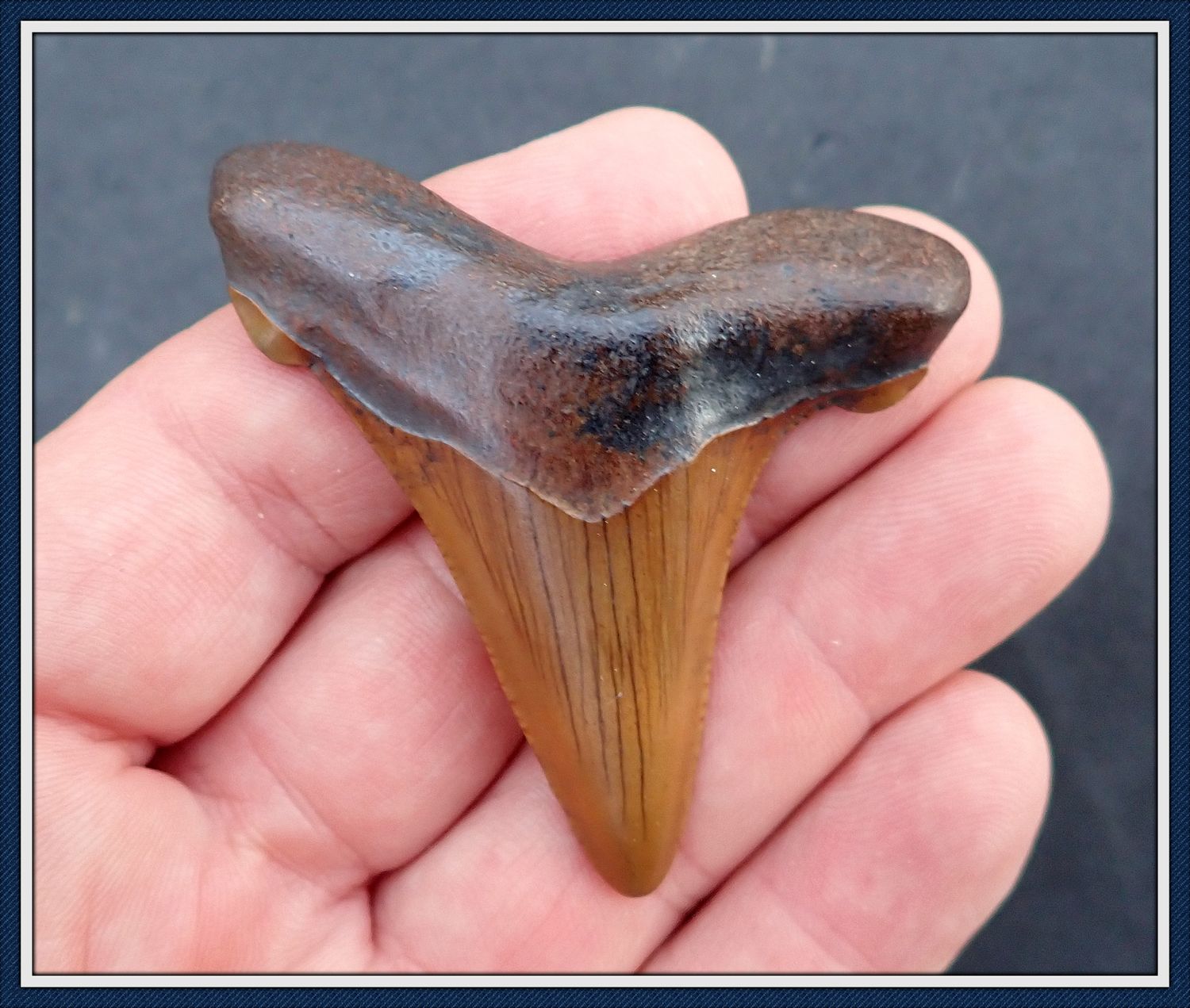 ~ 2 1/2&quot; Long Orange Enameled ~ Georgia Auriculatus Shark Tooth ~