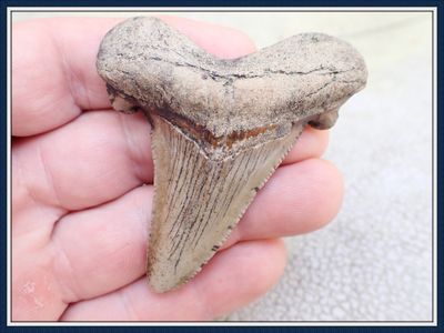 ~ 2 3/4" Long White Enameled ~ Georgia Auriculatus Shark Tooth ~