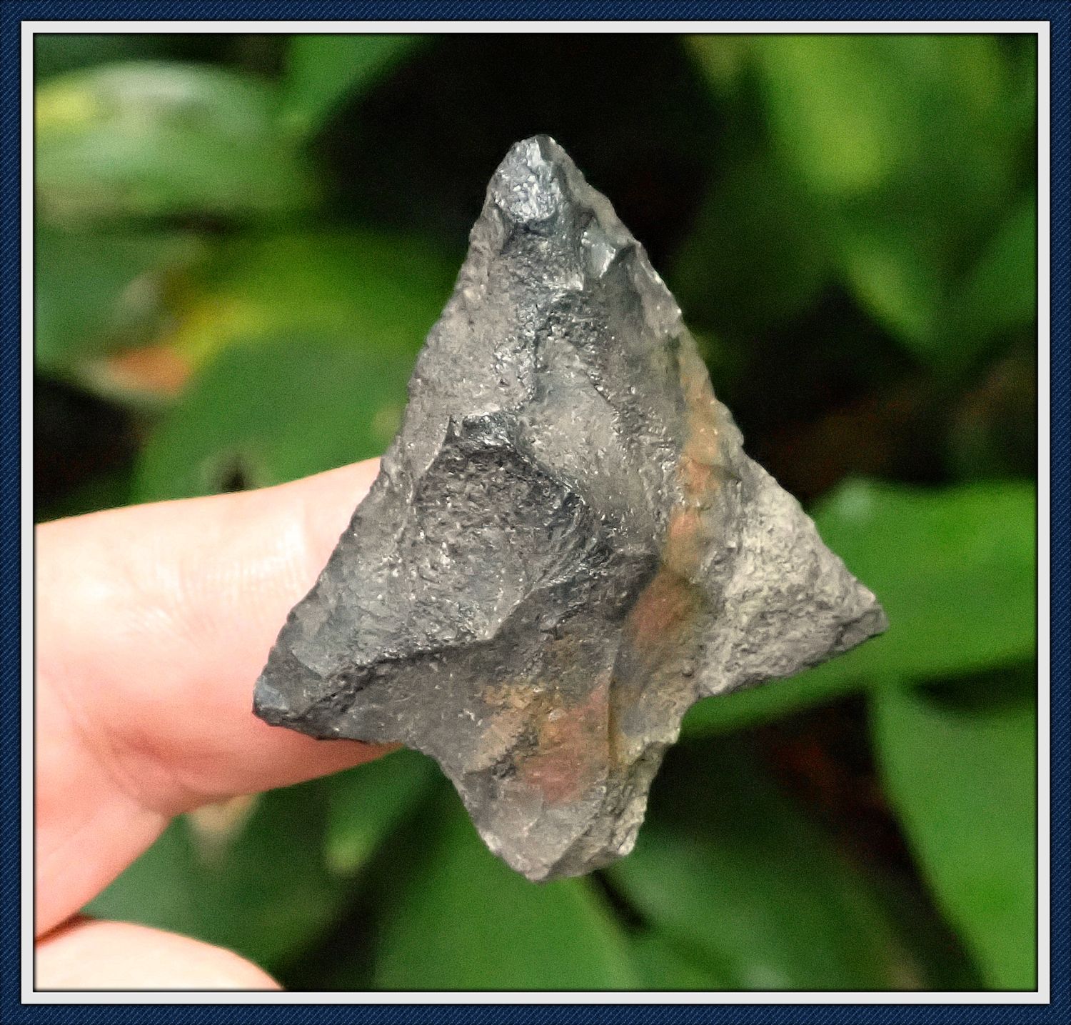 ~ Black Stained ~ Classic Marion Point ~