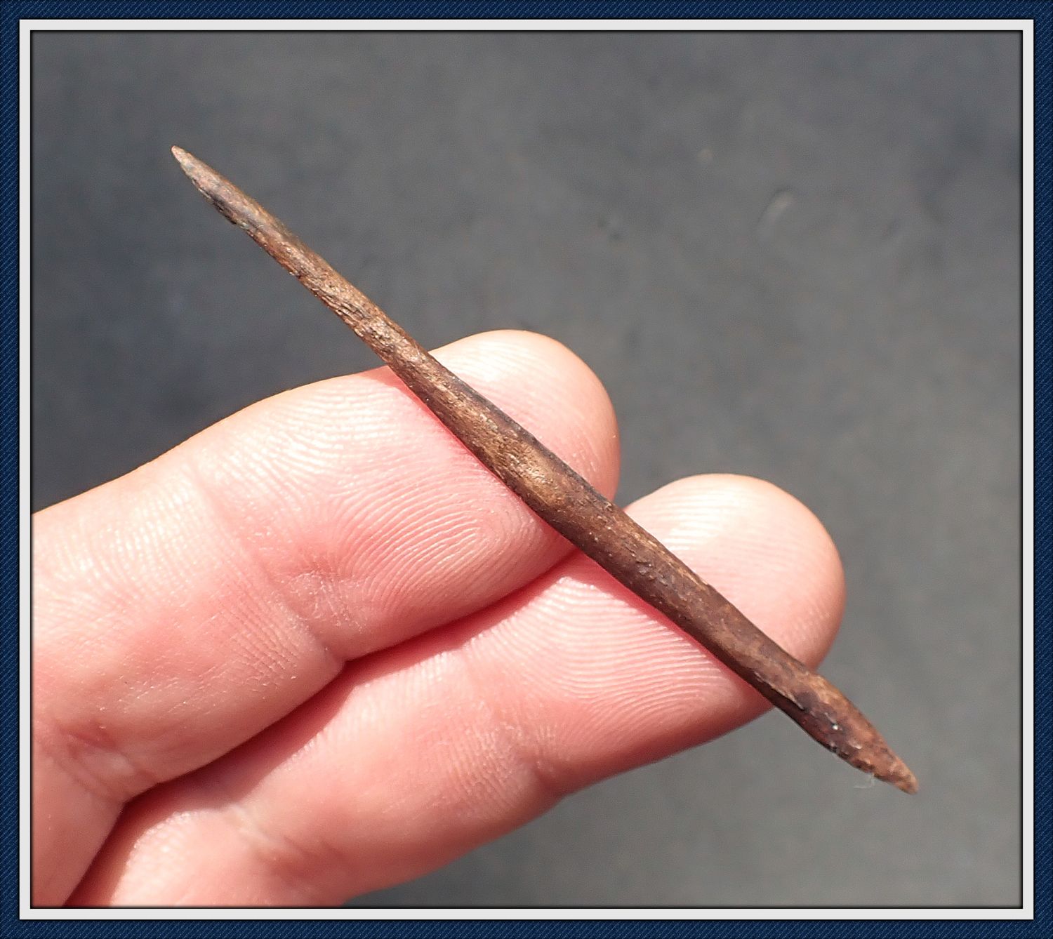 ~ 2 1/2" ~ Gorge Bone ~ Taylor Co. Florida ~ 4