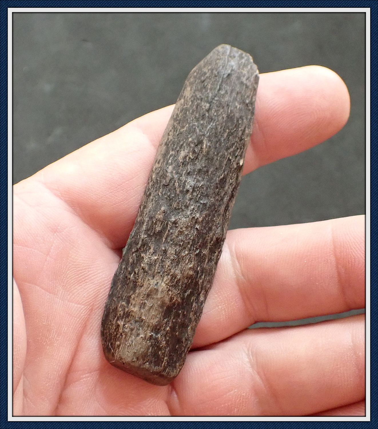 ~ 3" Long Bone Tool ~ Taylor Co. Florida ~ 16