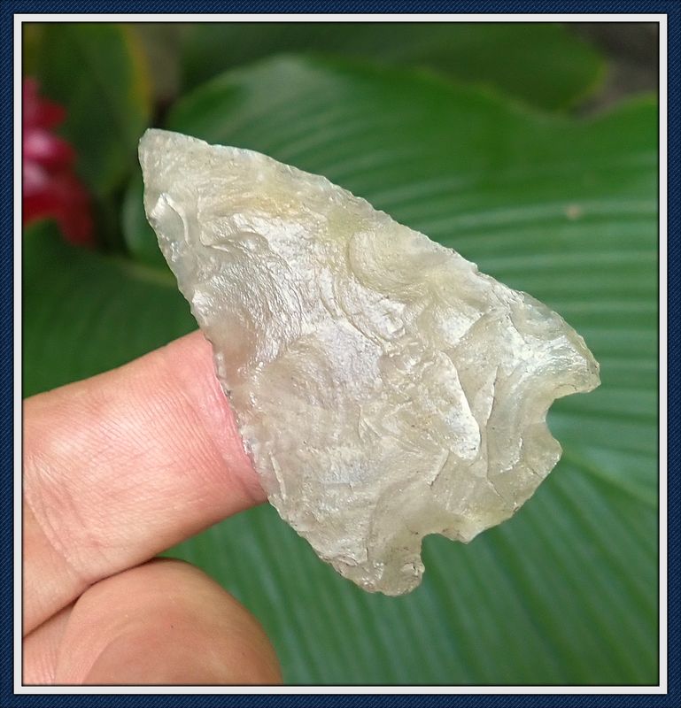~ Translucent Pinhead Coral ~ Culbreath Point ~