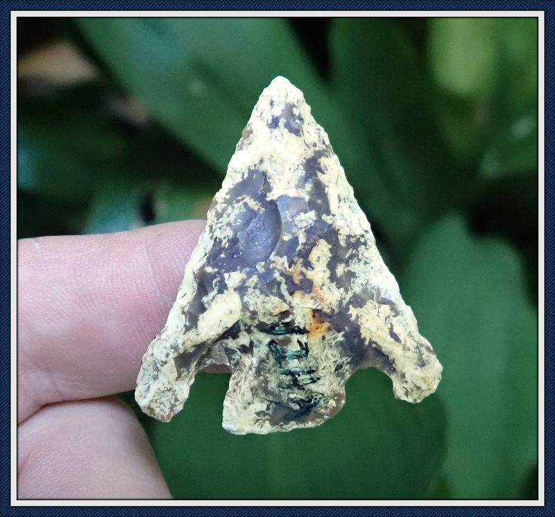 ~ Taylor Co. Florida ~ Mottled Citrus Point ~