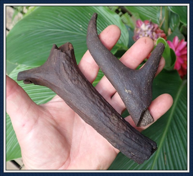 ~ Taylor Co. Florida ~ Ice Age Deer Antler ~ Beam and Tines  ~ SOLD